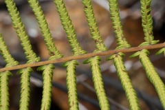 Christella gueintziana