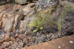 Christella gueintziana