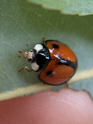 Coelophora biplagiata photographed in Florida