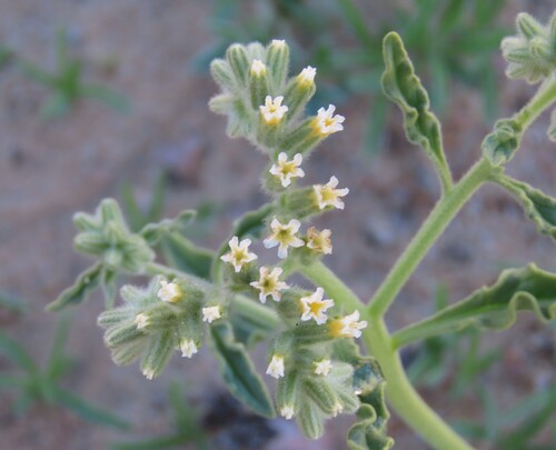 Image of Heliotropium oliverianum by no rights reserved