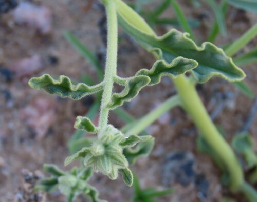 Image of Heliotropium oliverianum by no rights reserved