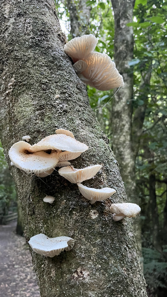 Oudemansiella australis · April 2025 · photo: © parkecology (iNaturalist, cc-by)