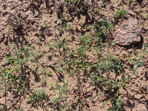 Image of Heliotropium oliverianum by no rights reserved
