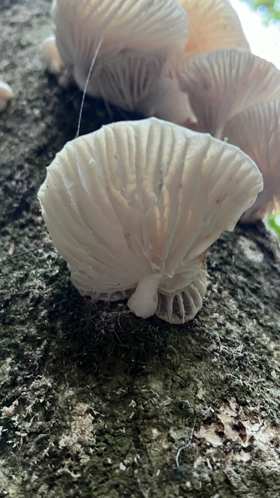 Oudemansiella australis · April 2025 · photo: © parkecology (iNaturalist, cc-by)