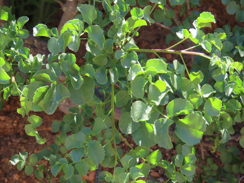 Commiphora saxicola