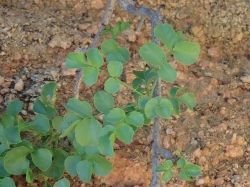 Commiphora saxicola