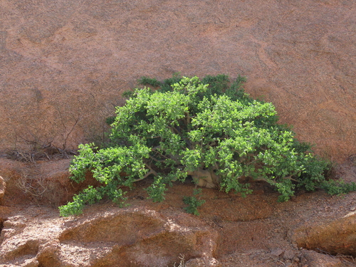 Commiphora saxicola