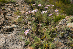 Chrysanthemum sinuatum