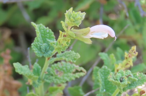 Image of Salvia garipensis by no rights reserved