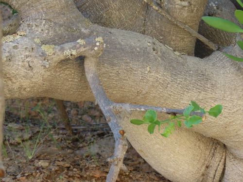 Commiphora saxicola