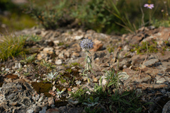 Echinops humilis