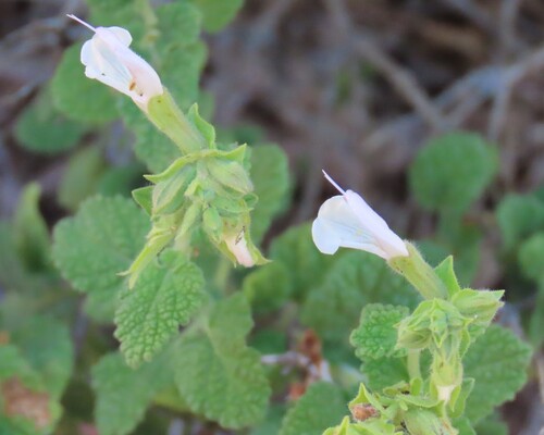 Image of Salvia garipensis by no rights reserved