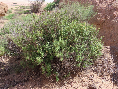 Image of Salvia garipensis by no rights reserved