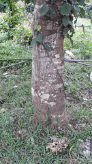 Ficus tsjakela