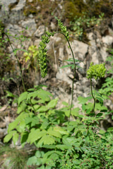 Actaea cimicifuga