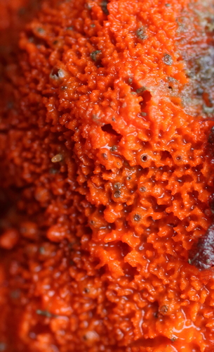 Microcionidae