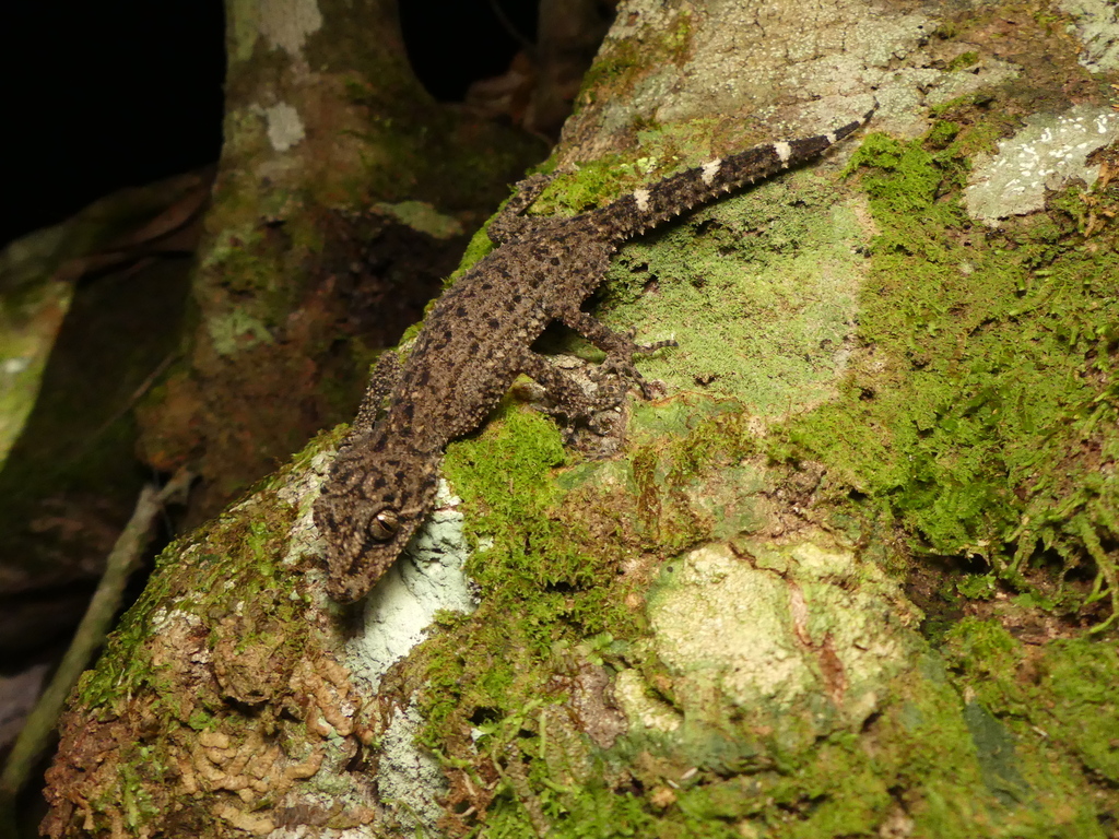 Ringed Thin-Tail Gecko