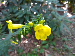 Aureolaria grandiflora