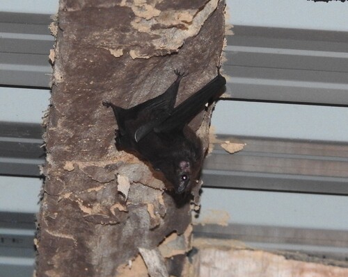Lesser Sheath-tailed Bat