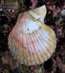 Chlamys hastata