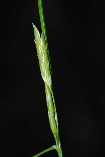 floating mannagrass (Glyceria septentrionalis)