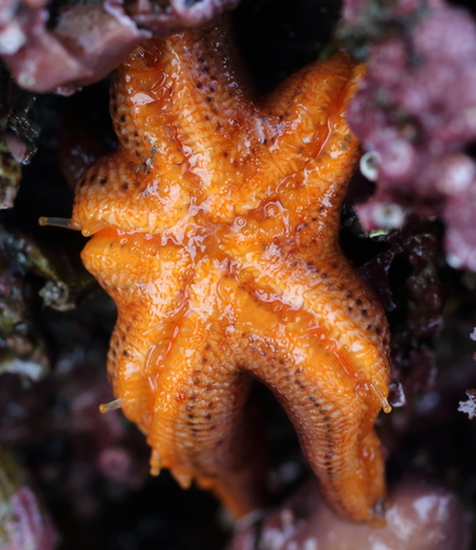 Henricia tumida