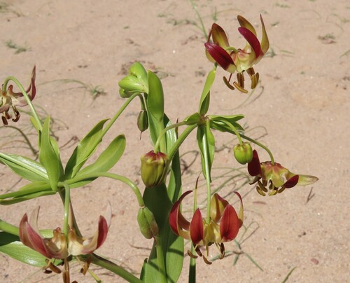 Image of Hexacyrtis dickiana by no rights reserved