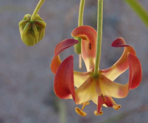 Image of Hexacyrtis dickiana by no rights reserved