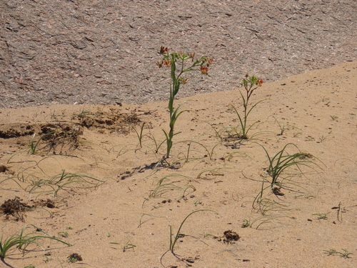 Image of Hexacyrtis dickiana by no rights reserved