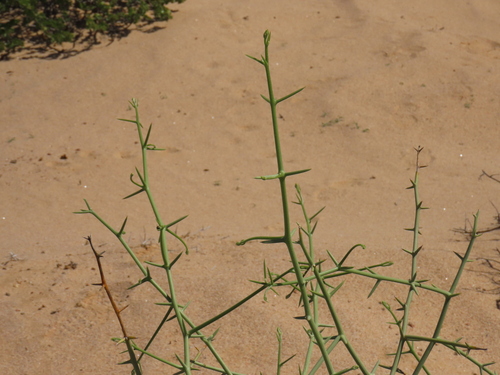 Image of Acanthosicyos horridus by no rights reserved