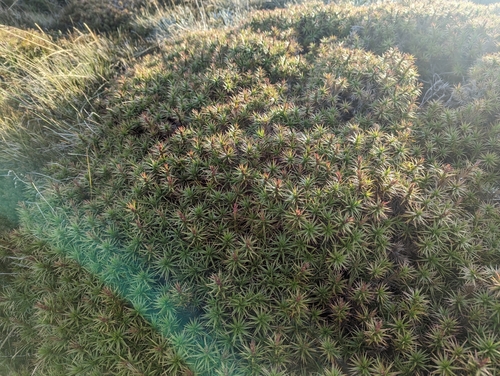 Image of Richea continentis by (c) Caleb Catto, some rights reserved (CC BY)