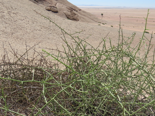 Image of Acanthosicyos horridus by no rights reserved