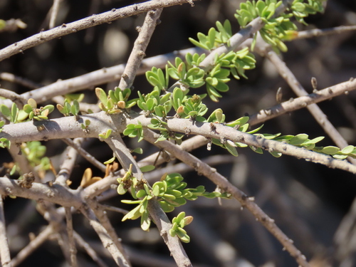 Image of Boscia foetida by no rights reserved