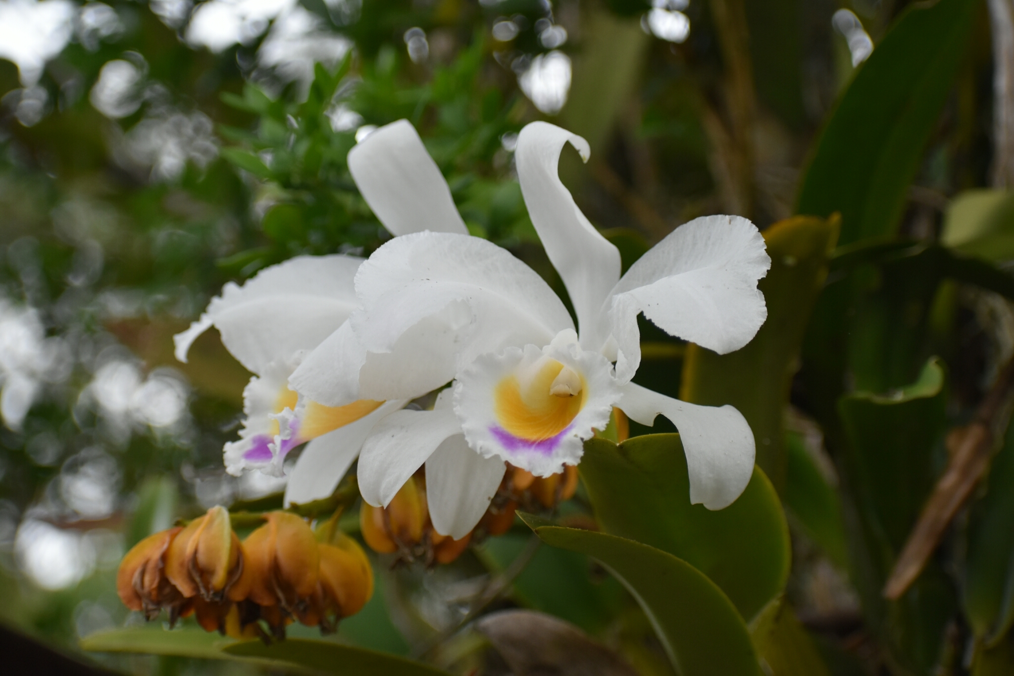 Cattleya