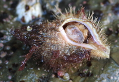 Fusitriton oregonensis