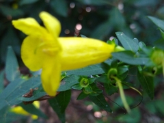 Aureolaria grandiflora