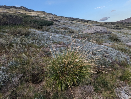 Image of ribbony grass by (c) Caleb Catto, some rights reserved (CC BY)