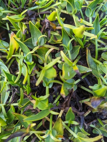 Image of Caltha introloba by (c) Caleb Catto, some rights reserved (CC BY)