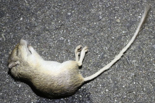 California Pocket Mouse