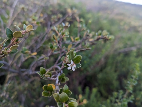 Image of Nematolepis ovatifolia by (c) Caleb Catto, some rights reserved (CC BY)
