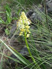 Toxicoscordion venenosum