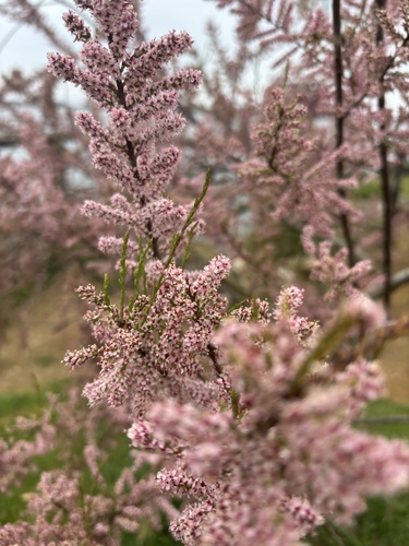 Tamaris à petites fleurs