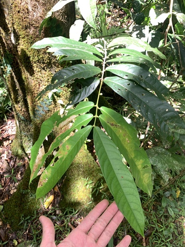 Chionanthus sleumeri (Chionanthus sleumeri)