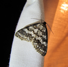 Eufidonia discospilata