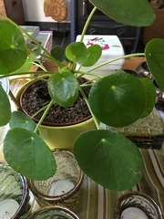 Pilea peperomioides