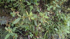 Berberis aristatoserrulata