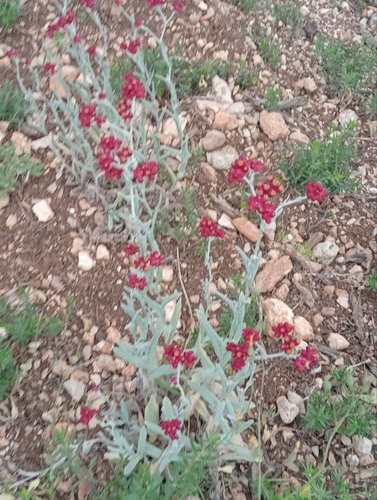 Image of Helichrysum sanguineum by (c) Miriam Sokhet, some rights reserved (CC BY)