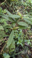 Berberis aristatoserrulata, photograph Cheng-Te Hsu, CC BY, iNaturalist via GBIF