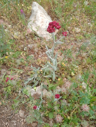 Image of Helichrysum sanguineum by (c) Miriam Sokhet, some rights reserved (CC BY)