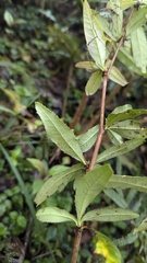 Berberis aristatoserrulata, photograph Cheng-Te Hsu, CC BY, iNaturalist via GBIF